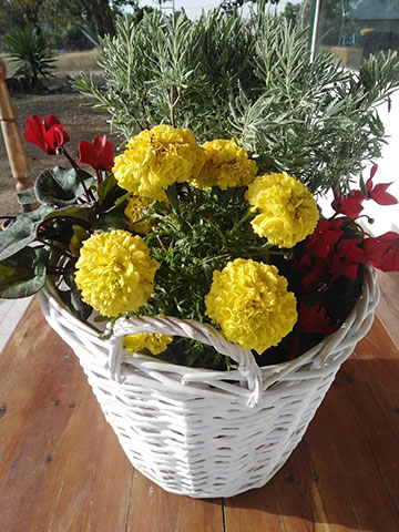 PRECIOUS GARDEN - ΕΛΕΥΘΕΡΙΟΥ ΠΟΛΥΤΙΜΟΣ: Φωτογραφίες & Βίντεο