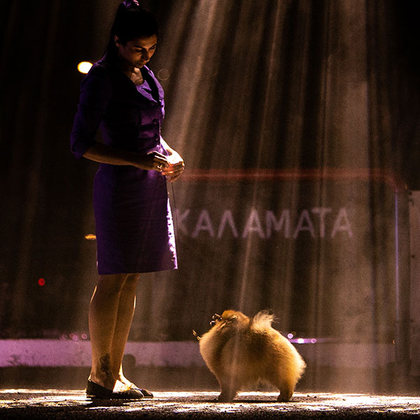 QUEEN OF NORTH - POMERANIAN KENNEL: Φωτογραφίες & Βίντεο