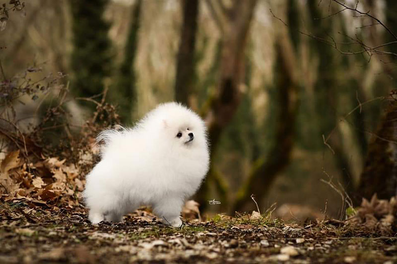 QUEEN OF NORTH - POMERANIAN KENNEL: Φωτογραφίες & Βίντεο