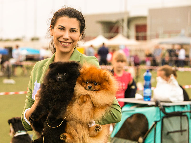 QUEEN OF NORTH - POMERANIAN KENNEL: Φωτογραφίες & Βίντεο
