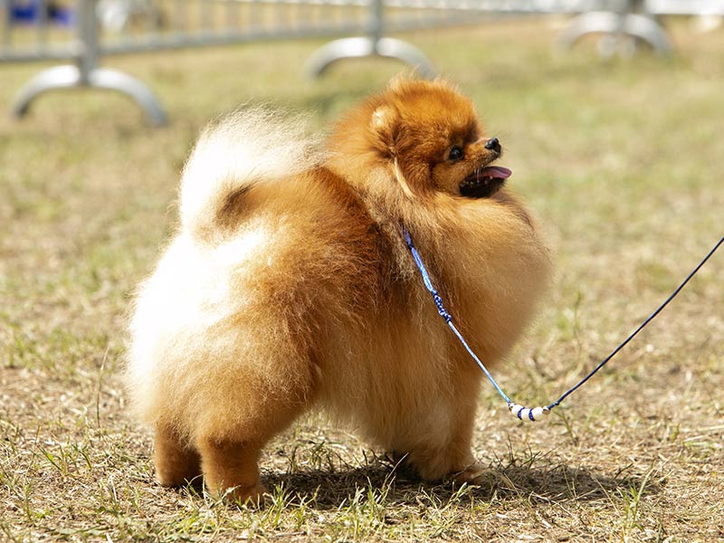 QUEEN OF NORTH - POMERANIAN KENNEL: Φωτογραφίες & Βίντεο