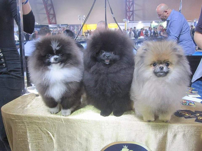 QUEEN OF NORTH - POMERANIAN KENNEL: Φωτογραφίες & Βίντεο