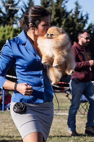 QUEEN OF NORTH - POMERANIAN KENNEL: Φωτογραφίες & Βίντεο