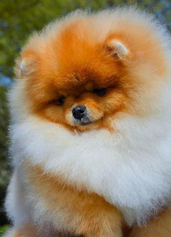 QUEEN OF NORTH - POMERANIAN KENNEL: Φωτογραφίες & Βίντεο