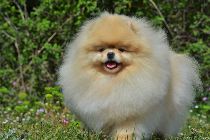 QUEEN OF NORTH - POMERANIAN KENNEL: Φωτογραφίες & Βίντεο