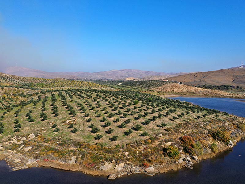 SIGRI OLIVE MILL: Φωτογραφίες & Βίντεο