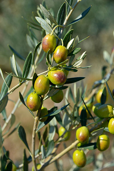 SIGRI OLIVE MILL: Φωτογραφίες & Βίντεο