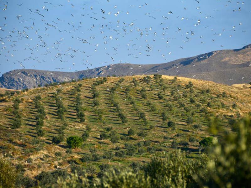SIGRI OLIVE MILL: Φωτογραφίες & Βίντεο