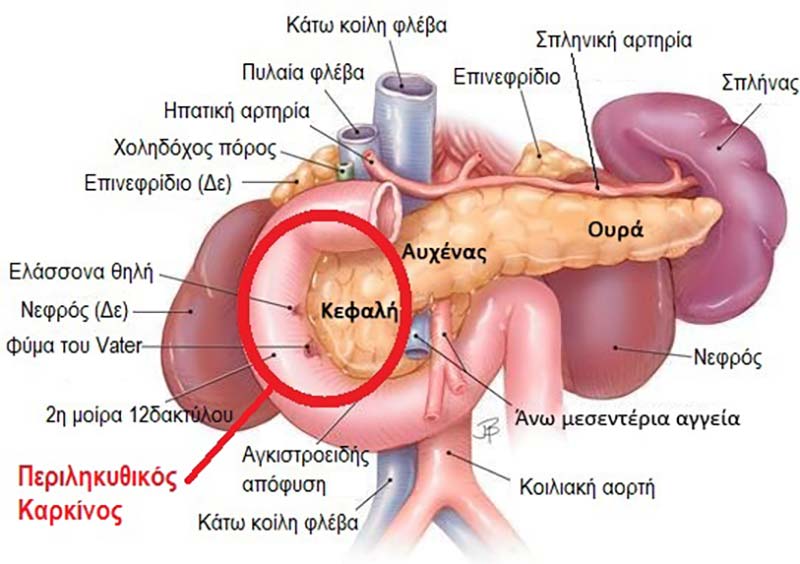 ΣΜΥΡΛΗΣ ΧΡΗΣΤΟΣ: Φωτογραφίες & Βίντεο