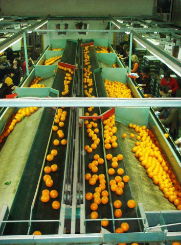 Citrus fruits 365 days a year with reliability and high quality