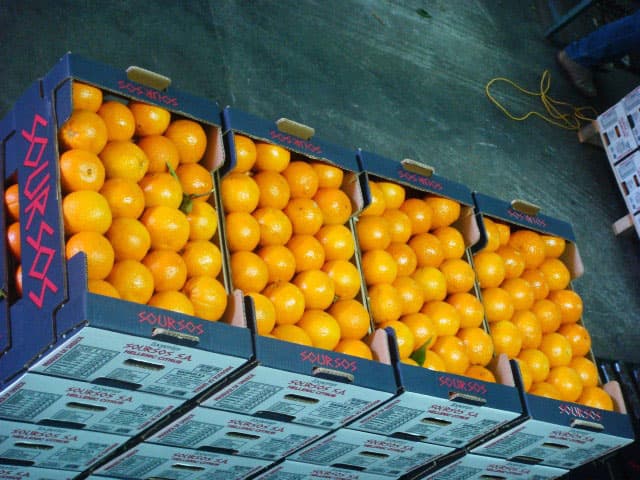 Selecting & packaging citrus fruits