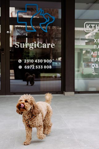 SURGICARE VET CENTER - KYRIAKIDIS I.: Φωτογραφίες & Βίντεο