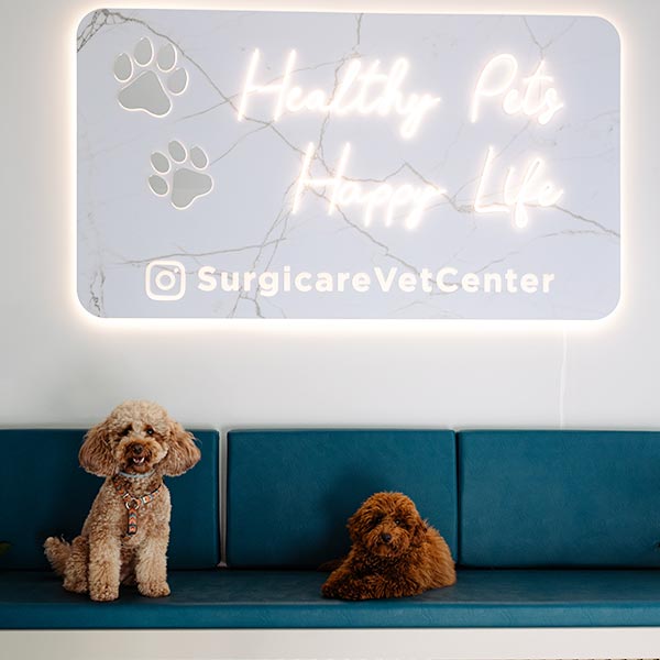 SURGICARE VET CENTER - KYRIAKIDIS I.: Φωτογραφίες & Βίντεο