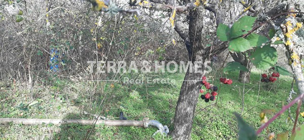 Αγροτεμάχιο 4000 τμ, Καλλίνδοια, Πετροκέρασα