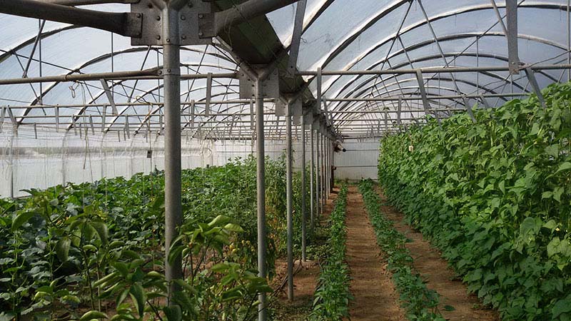Επαγγελματικό Θερμοκήπιο (12x50) στο Άγιον Όρος