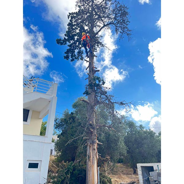 THE CRETAN ARBORIST: Φωτογραφίες & Βίντεο