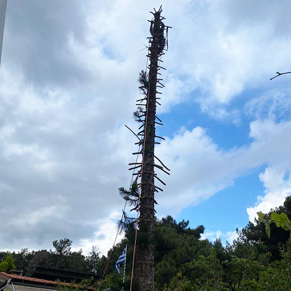 THE CRETAN ARBORIST: Φωτογραφίες & Βίντεο