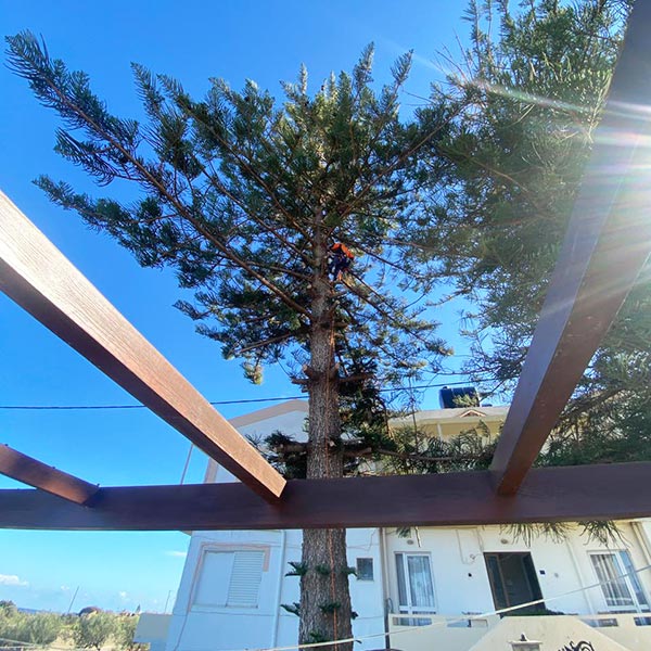 THE CRETAN ARBORIST: Φωτογραφίες & Βίντεο