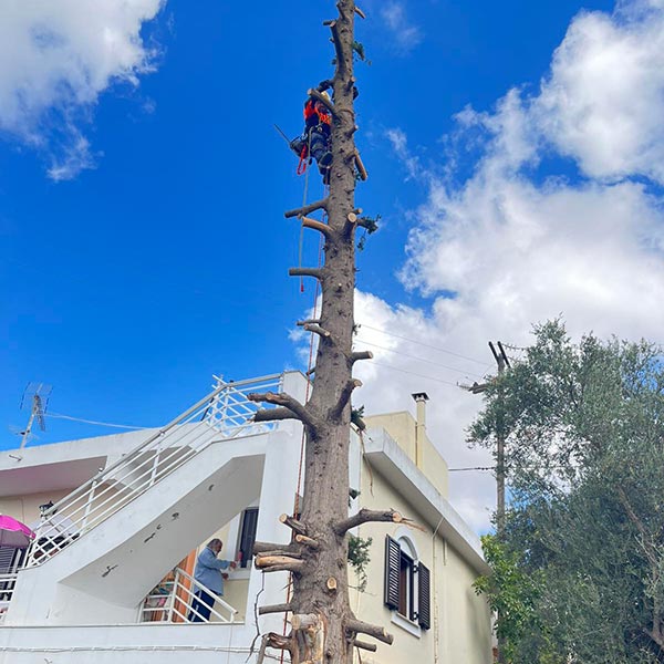 THE CRETAN ARBORIST: Φωτογραφίες & Βίντεο