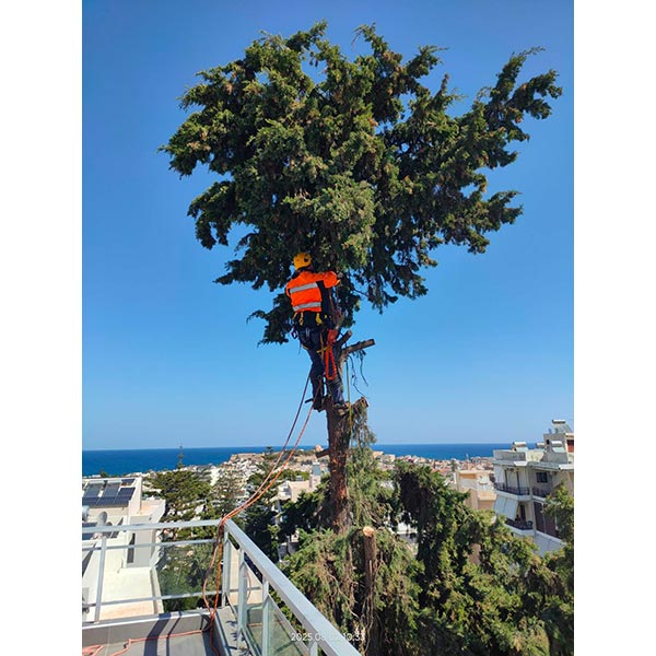THE CRETAN ARBORIST: Φωτογραφίες & Βίντεο