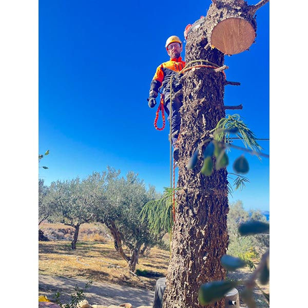 THE CRETAN ARBORIST: Φωτογραφίες & Βίντεο