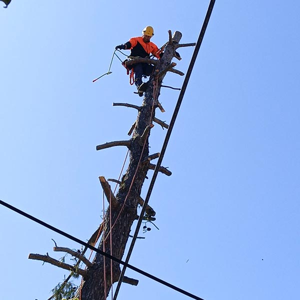 THE CRETAN ARBORIST: Φωτογραφίες & Βίντεο