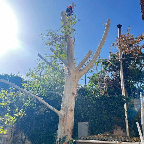 THE CRETAN ARBORIST: Φωτογραφίες & Βίντεο
