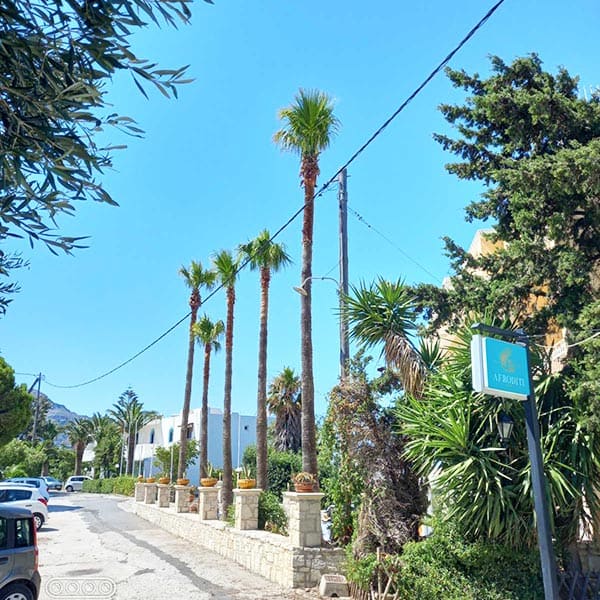 THE CRETAN ARBORIST: Φωτογραφίες & Βίντεο