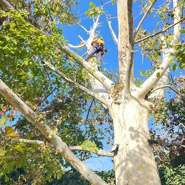 THE CRETAN ARBORIST: Φωτογραφίες & Βίντεο