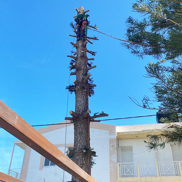 THE CRETAN ARBORIST: Φωτογραφίες & Βίντεο