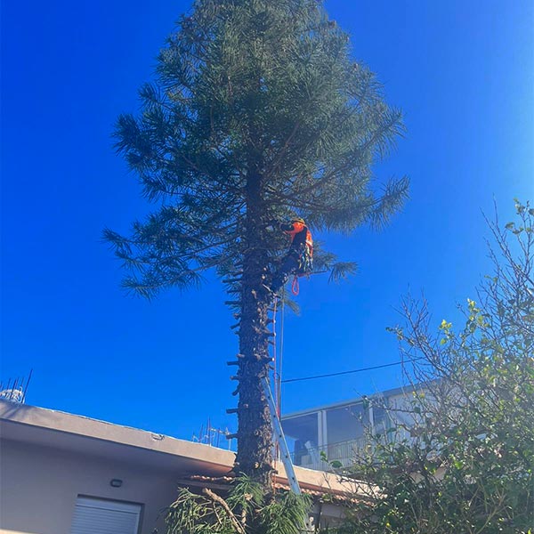 THE CRETAN ARBORIST: Φωτογραφίες & Βίντεο