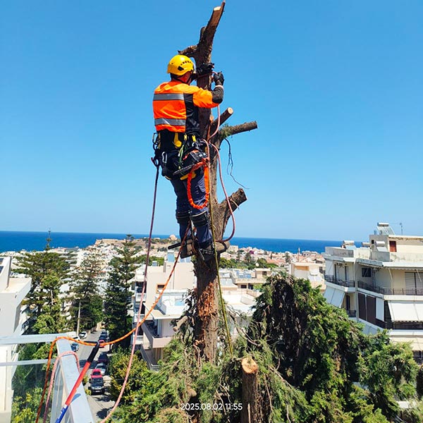 THE CRETAN ARBORIST: Φωτογραφίες & Βίντεο