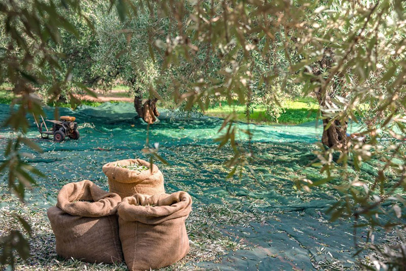Olive Groves and Vineyards of Crete