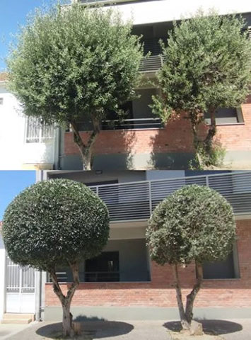 TRIANTAFYLLOU GARDENS: Φωτογραφίες & Βίντεο