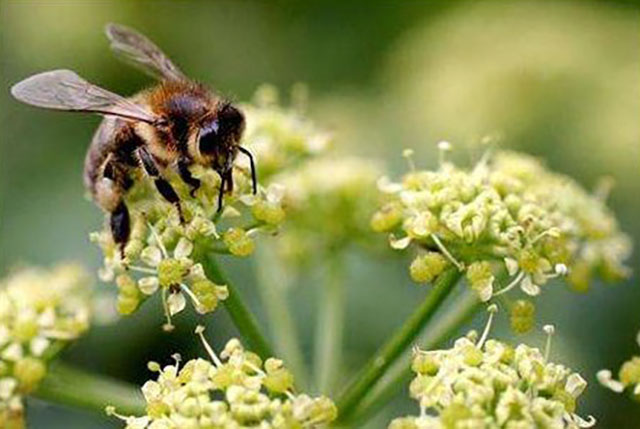 Allergy to Wasps & Bees