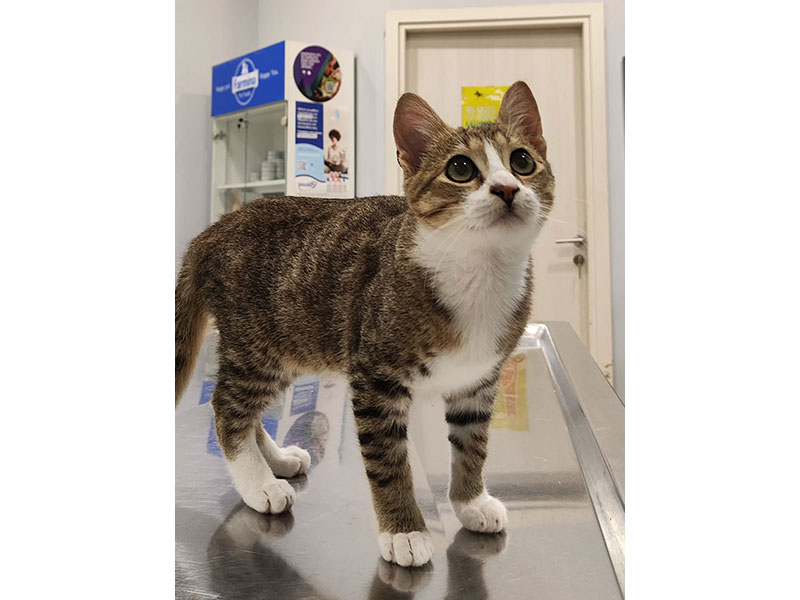 VETCARE: Φωτογραφίες & Βίντεο