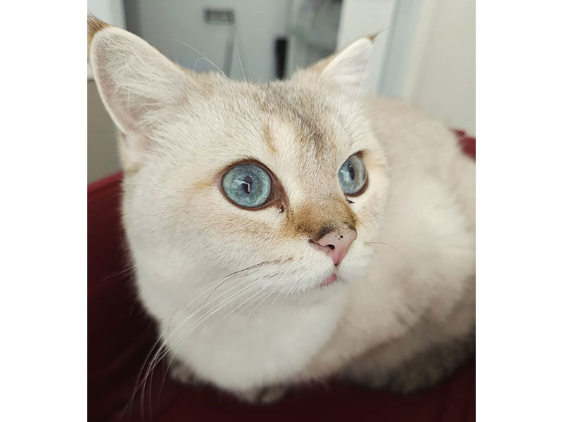 VETCARE: Φωτογραφίες & Βίντεο