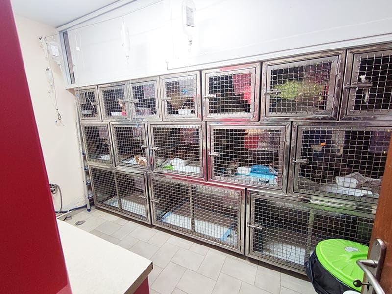 VET CENTER - MICHELLARAKIS IOANNIS: Φωτογραφίες & Βίντεο