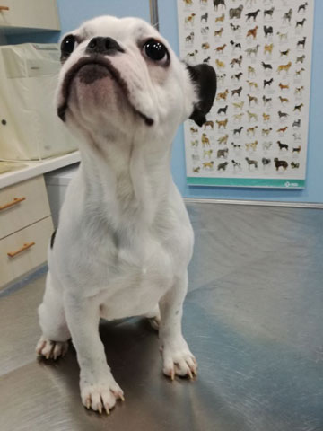 VET CLINIC - KTINIATRIKO KENTRO PEFKIS ANTONOPOULOS THEODOROS: Φωτογραφίες & Βίντεο