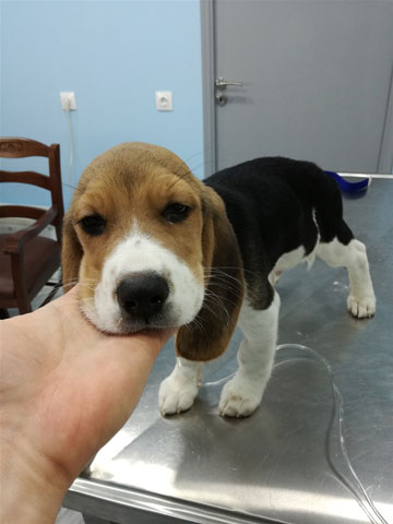 VET CLINIC - KTINIATRIKO KENTRO PEFKIS ANTONOPOULOS THEODOROS: Φωτογραφίες & Βίντεο