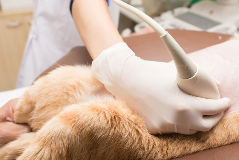 VET CLINIC - KTINIATRIKO KENTRO PEFKIS ANTONOPOULOS THEODOROS: Φωτογραφίες & Βίντεο