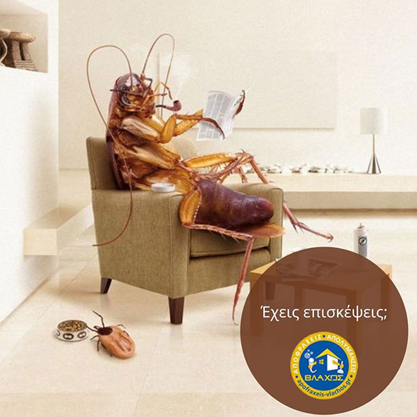 VLACHOS APOLYMANSEIS - APENTOMOSEIS: Φωτογραφίες & Βίντεο