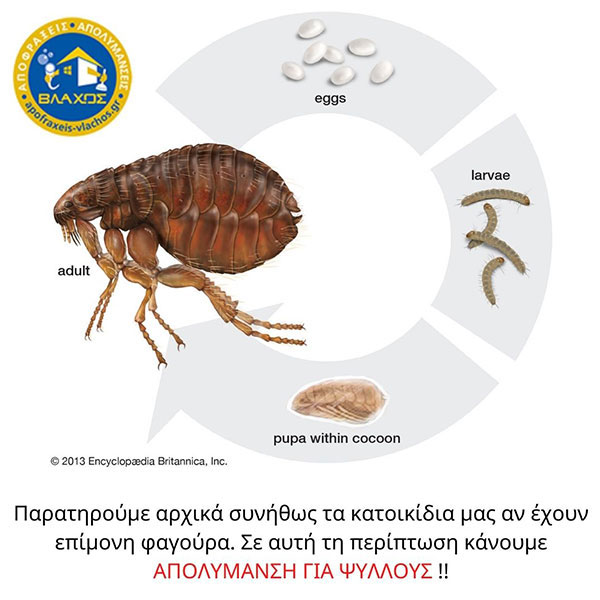 VLACHOS APOLYMANSEIS - APENTOMOSEIS: Φωτογραφίες & Βίντεο