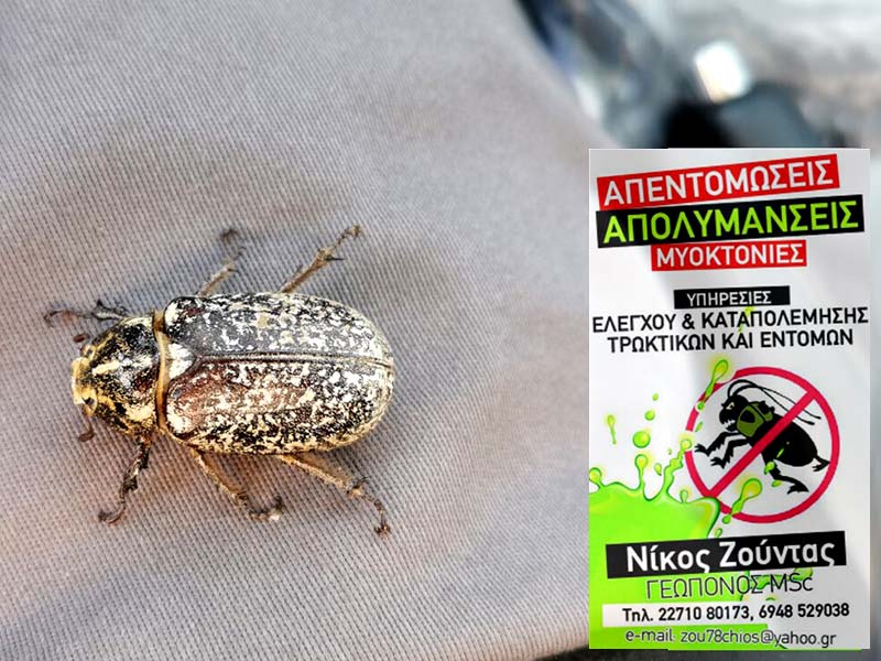 ZOUNTAS NIKOLAOS - YPIRESIES ELEGCHOU & KATAPOLEMISIS TROKTIKON - ENTOMON: Φωτογραφίες & Βίντεο