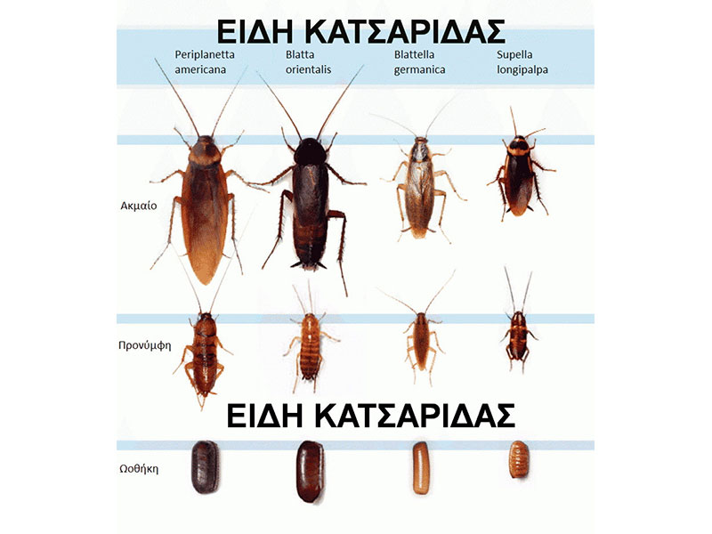 ZOUNTAS NIKOLAOS - YPIRESIES ELEGCHOU & KATAPOLEMISIS TROKTIKON - ENTOMON: Φωτογραφίες & Βίντεο